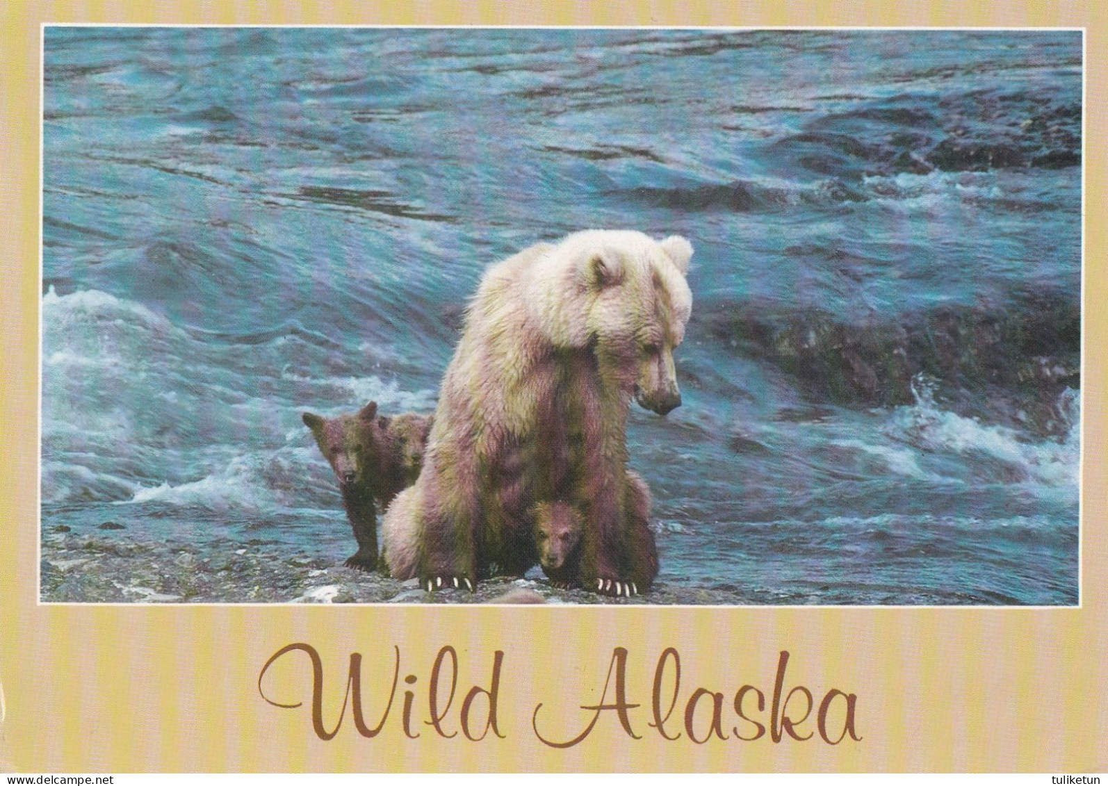 Wild Alaska - Wildlife - Brown Bear - Fauna - Other & Unclassified