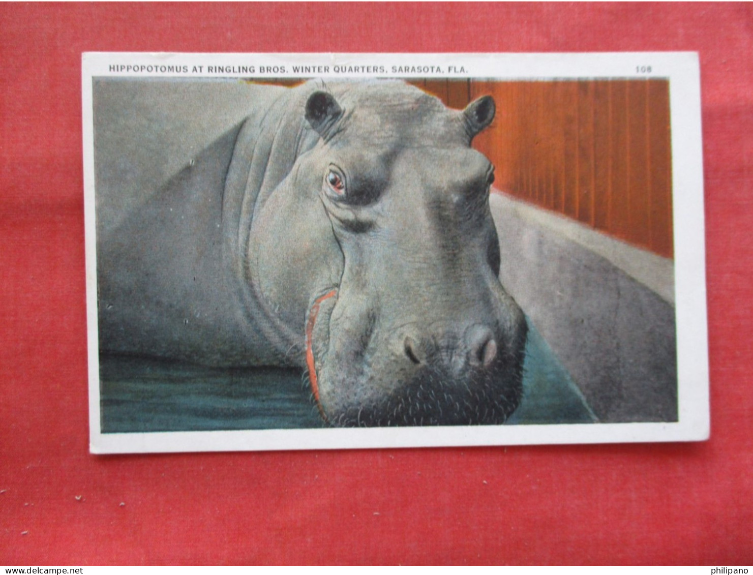 Sarasota Florida~Ringling Bros Hippopotamus~Circus Winter Quarters     Ref 6383 - Ippopotami