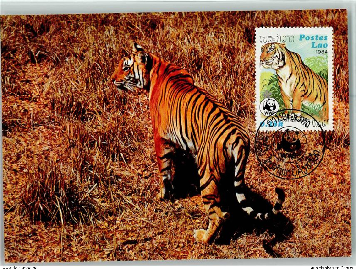 10507104 - Raubkatzen Der Tiger  - WMF Maximum Card Mit - Leones