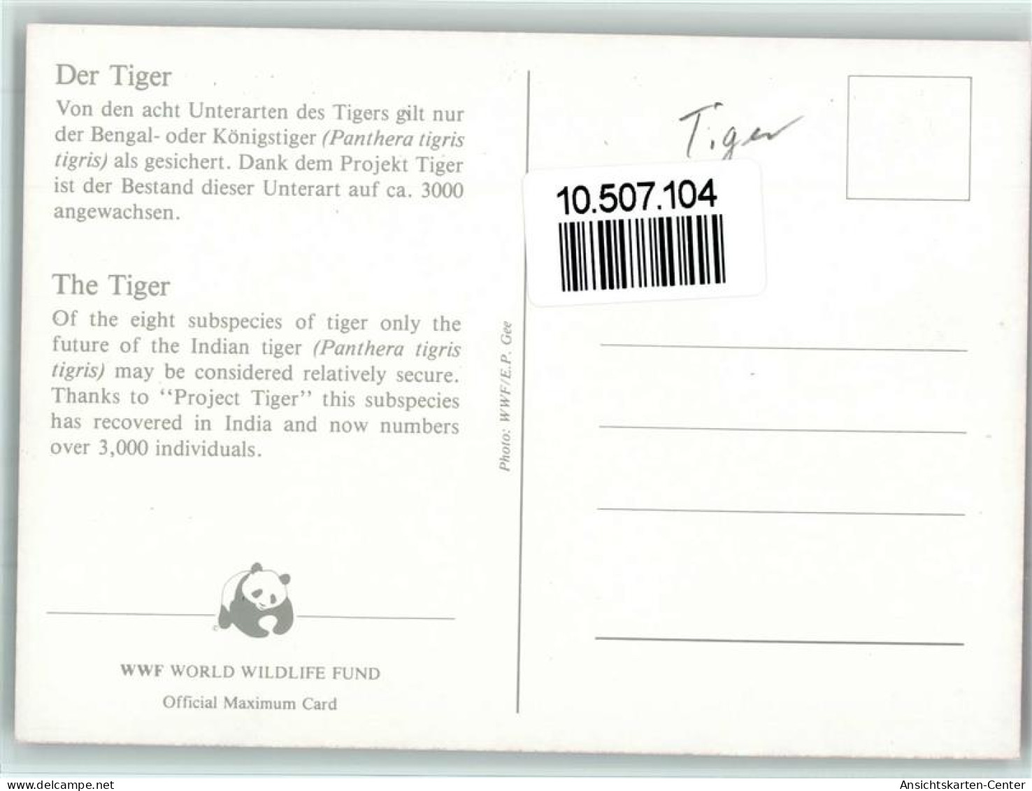 10507104 - Raubkatzen Der Tiger  - WMF Maximum Card Mit - Leones