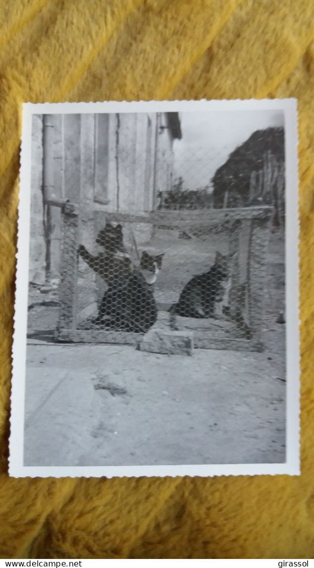 PHOTO 3 CHATS CHAT CAGE VACANCES 1957 BRICQUEVILLE SUR MER FORMAT 11.5 PAR 8.5 CM - Other & Unclassified