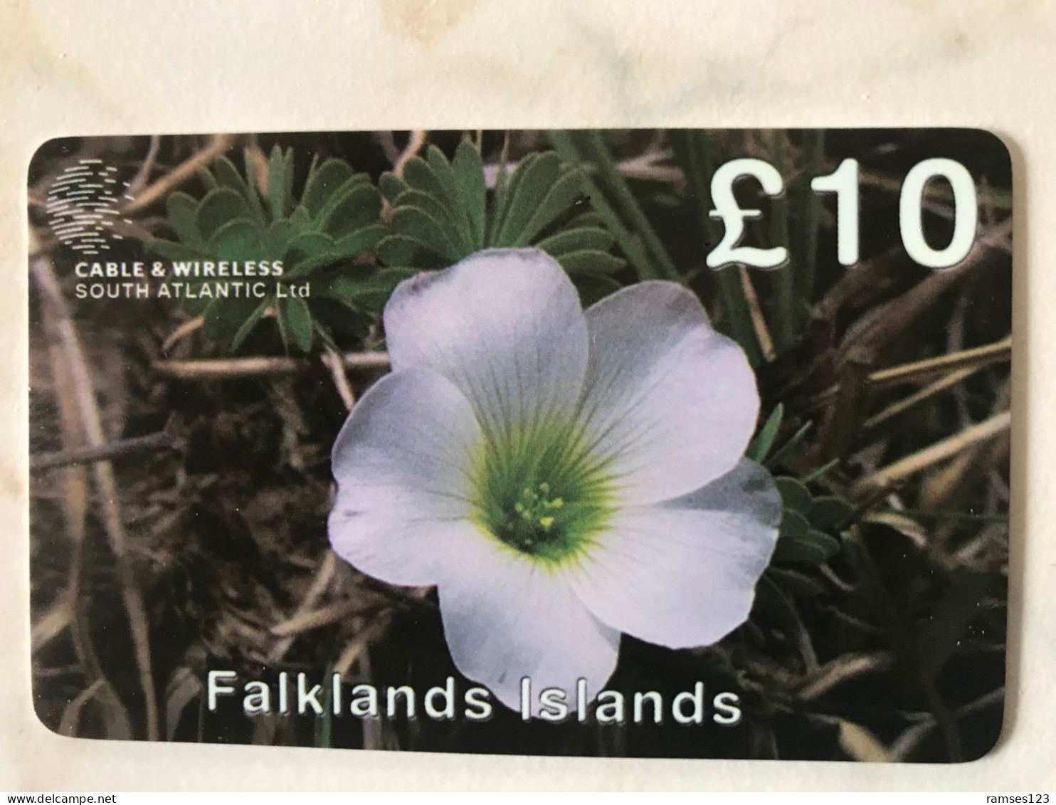 FALKLANDS   FLOWER   MINT - Falkland Islands