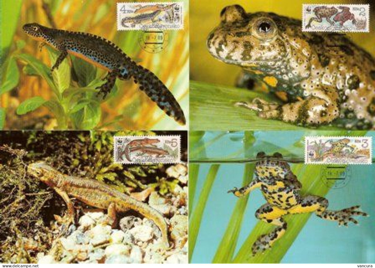 CM Czechoslovakia Amphibians 1989 - Frogs