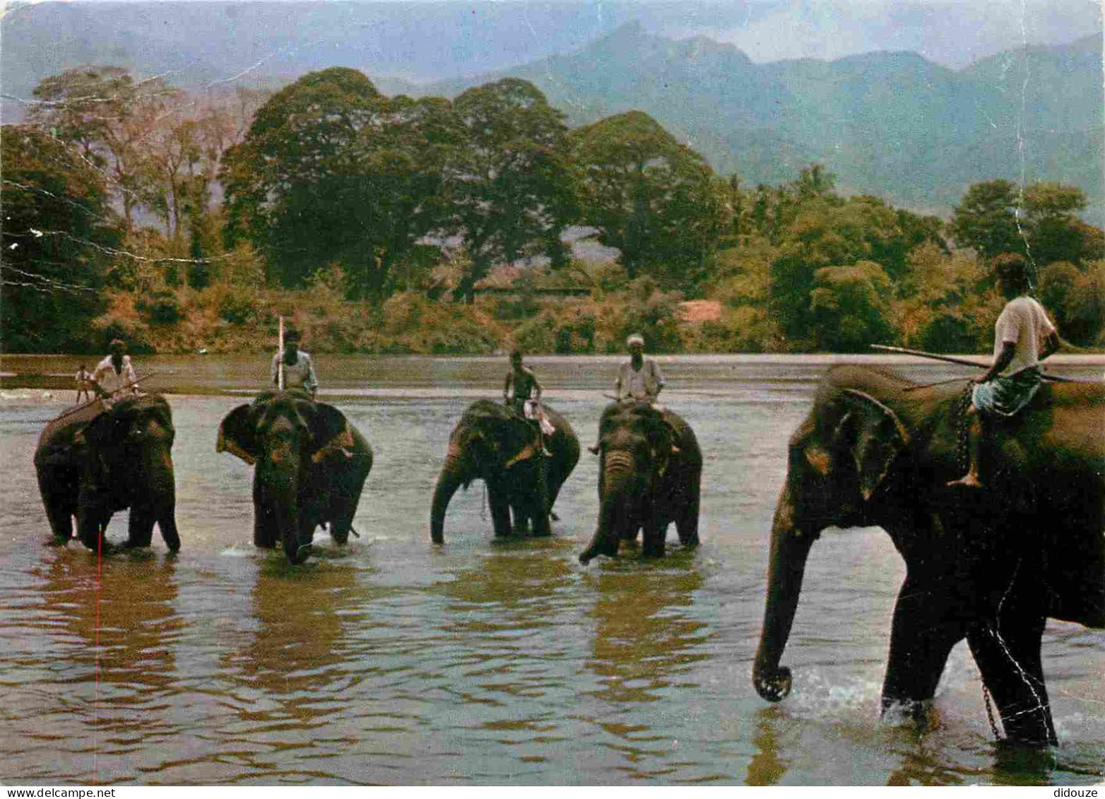 Animaux - Eléphants - Sri Lanka - Kandy - Katugastota - CPM - Voir Scans Recto-Verso - Elefantes