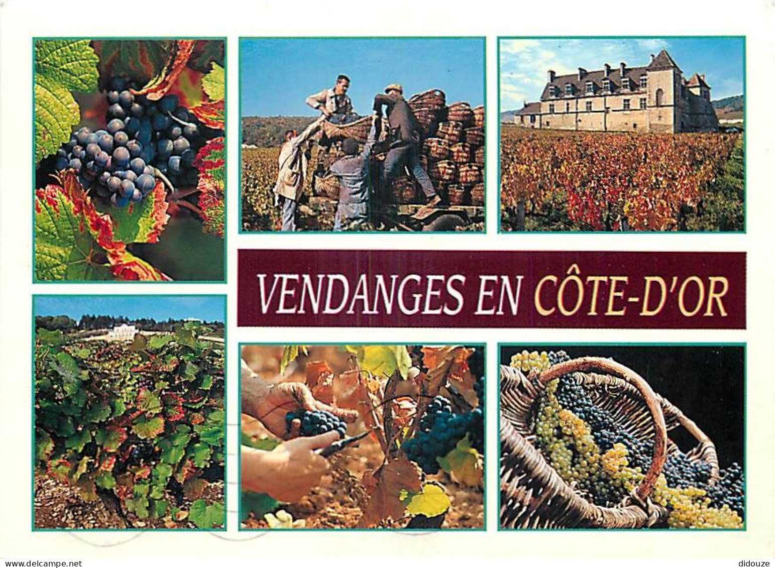 Vignes - Vendanges En Cote D'Or - Multivues - CPM - Voir Scans Recto-Verso - Vigne