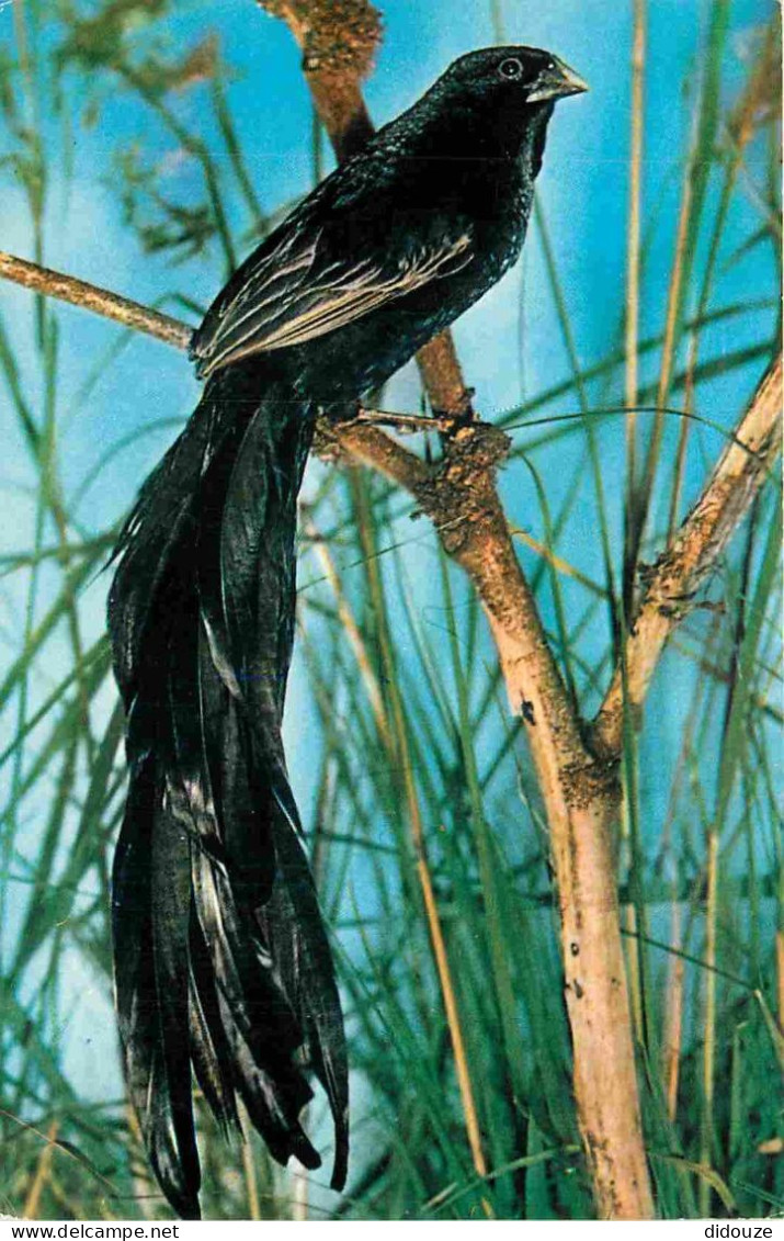 Animaux - Oiseaux - African Birds - Long Tailed Widow Bird - CPM Format CPA - Carte Neuve - Voir Scans Recto-Verso - Vögel