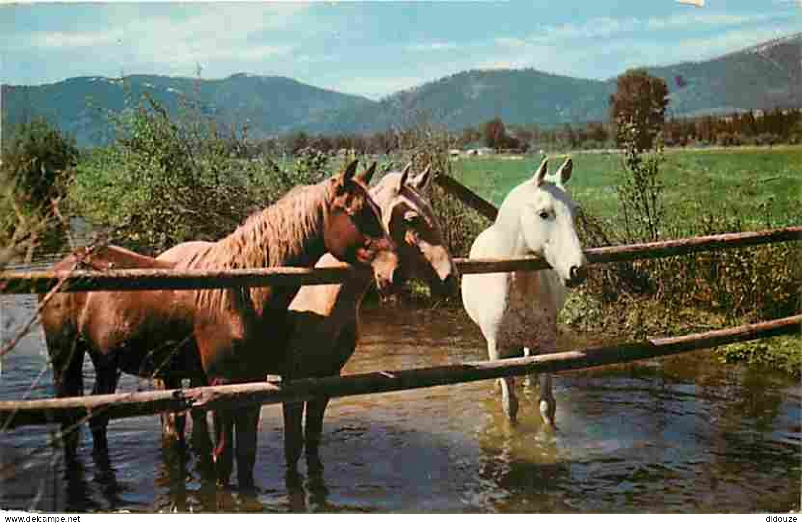 Animaux - Chevaux - Royaume-Uni - At The Waterhole - Etat Pli Visible - CPM - UK - Voir Scans Recto-Verso - Horses