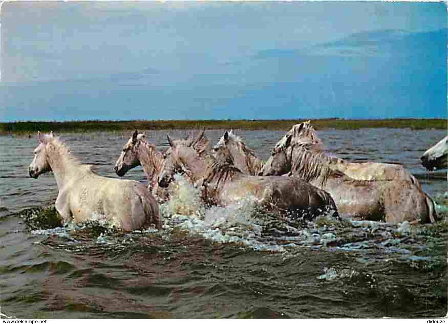 Animaux - Chevaux - Camargue - Chevaux Traversant Un Cours D'eau - CPM - Voir Scans Recto-Verso - Chevaux