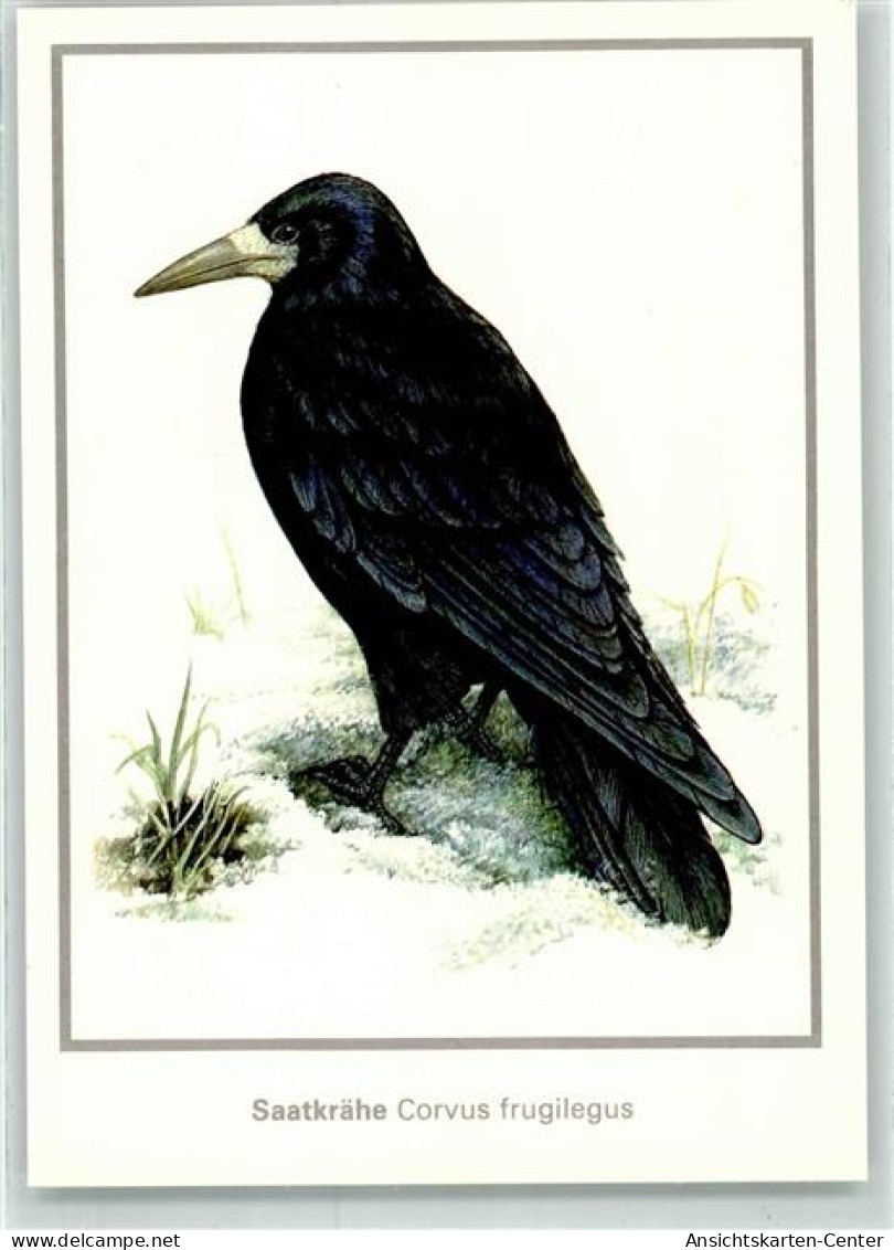 39421204 - Saatkraehe Corvus Frugilegus Sign.Matthias Kleinwaechter - Birds