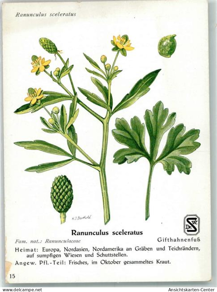 39677604 - Homoeopathie Ranunculus Sceleratus Gifthahnenfuss Sign. Berthold H.J. Kuenstlerkarte  Nr.15 - Gesundheit