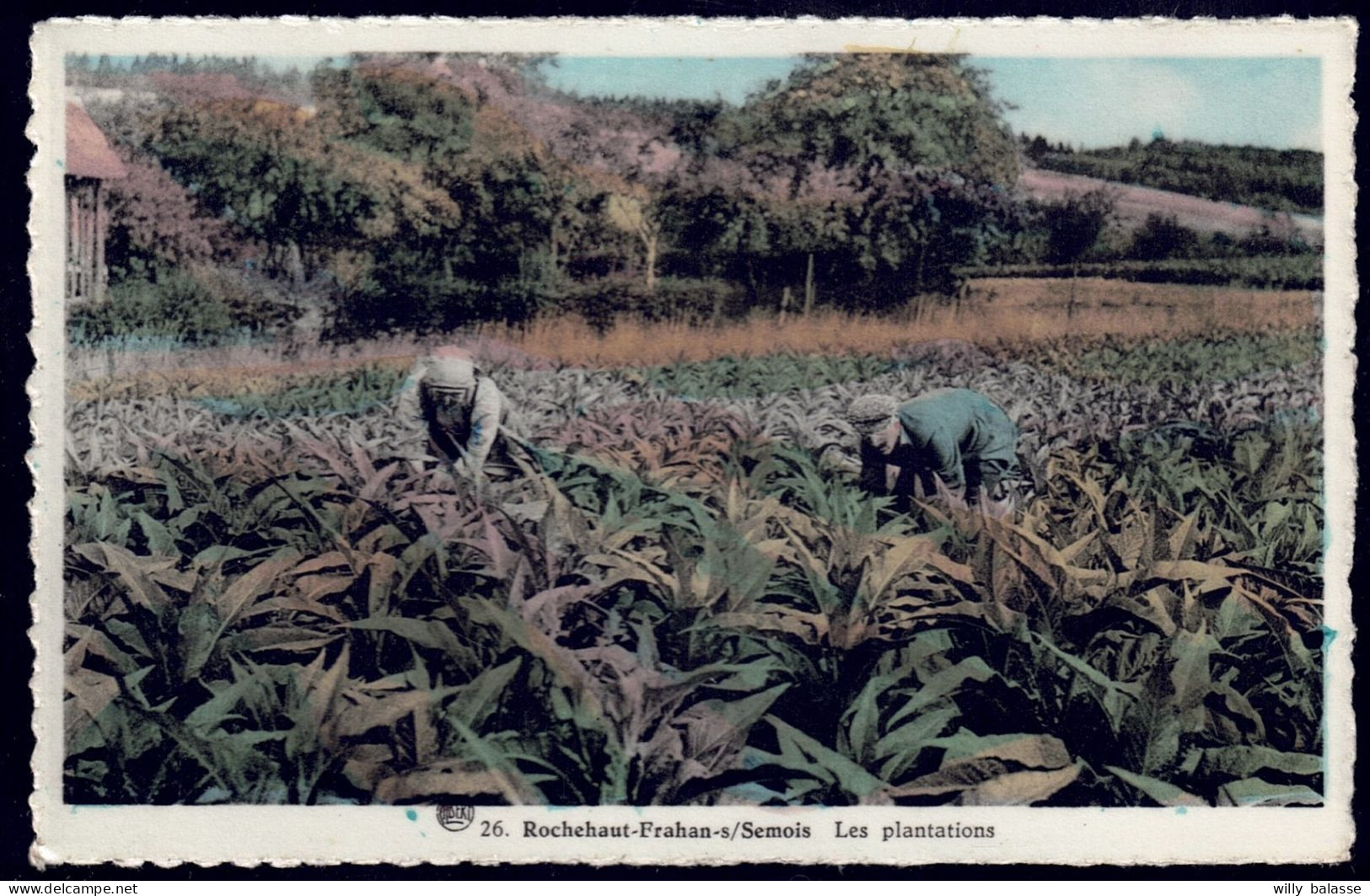 +++ CPA - ROCHEHAUT - FRAHAN SUR SEMOIS - Plantations De Tabac   // - Bouillon