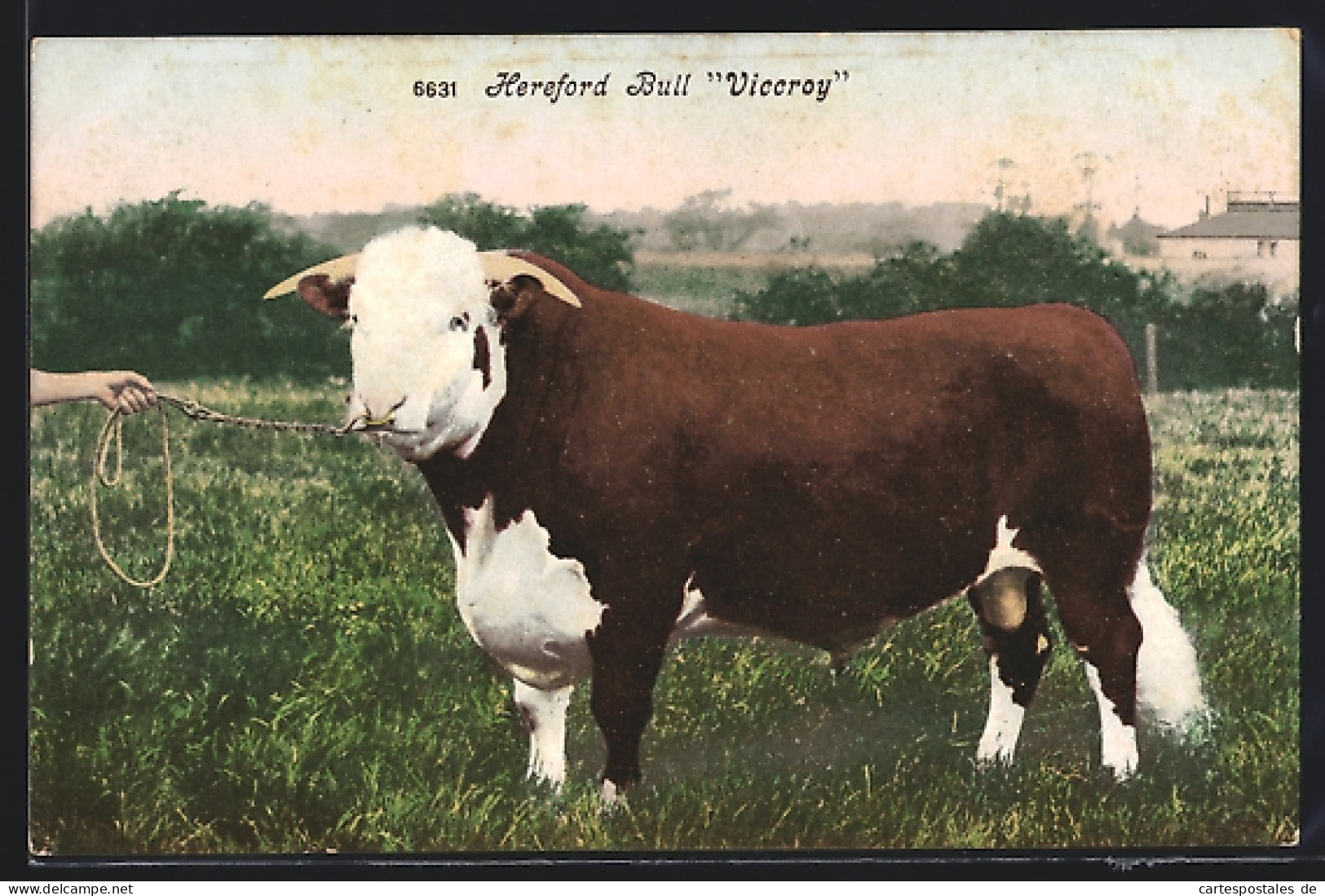 AK Hereford Bull Viccroy, Angeleinter Ochse  - Vaches