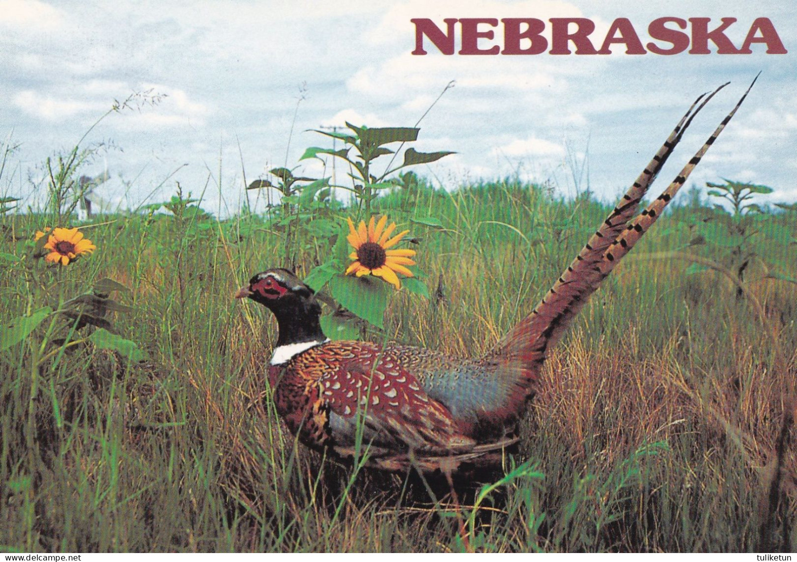 Bird - Oiseau - Vogel - Uccello - Pássaro - Pájaro - Fasaani - Pheasant - Phasianus Colchicus - Nebraska - Vögel