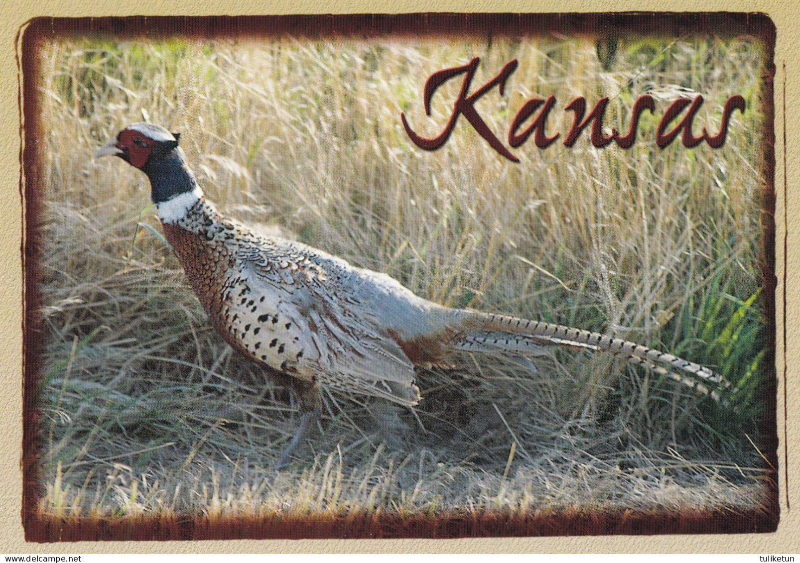 Bird - Oiseau - Vogel - Uccello - Pássaro - Pájaro - Fasaani - Rooster Pheasant - Kansas - Vögel