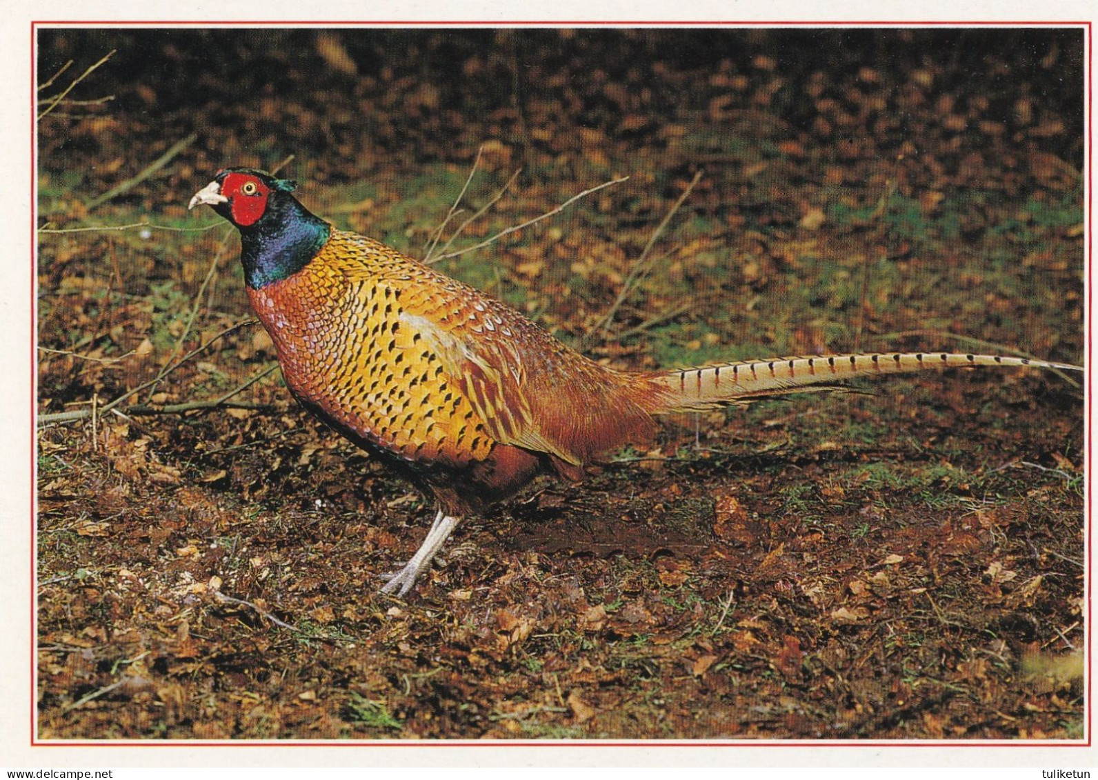 Bird - Oiseau - Vogel - Uccello - Pássaro - Pájaro - Fasaani - Pheasant - Phasanius Colchicus - Birds