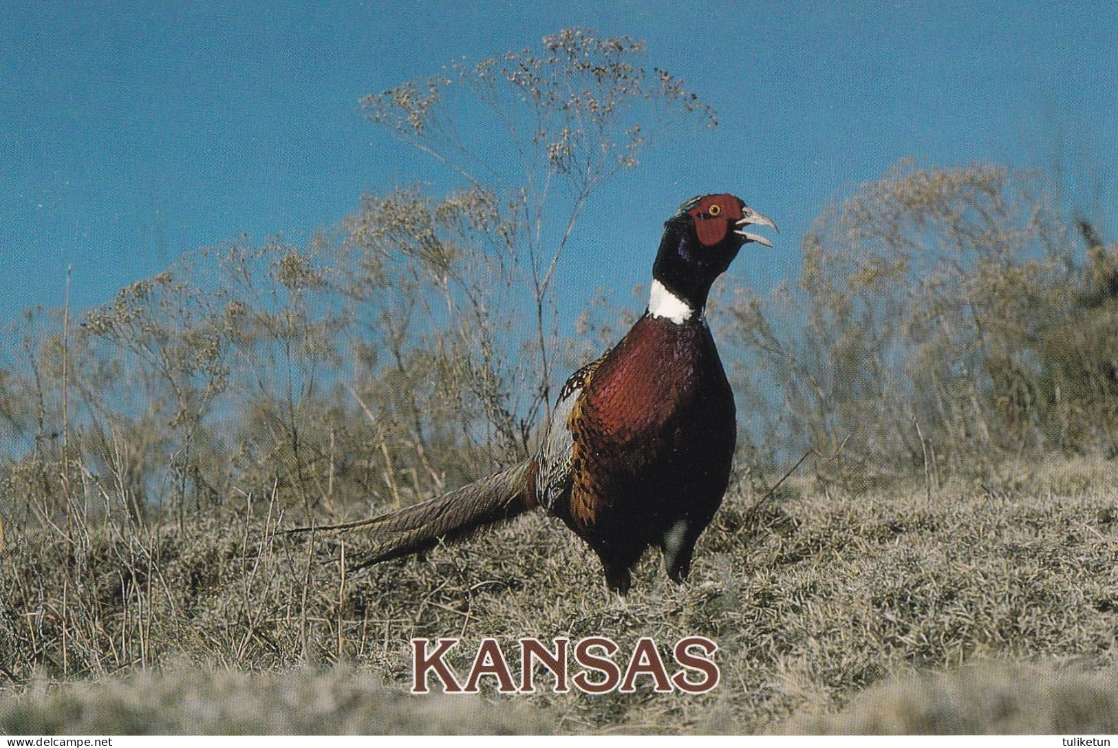 Bird - Oiseau - Vogel - Uccello - Pássaro - Pájaro - Fasaani - Ring-necked Pheasant - Phasanius Colchicus - Kansas - Vögel