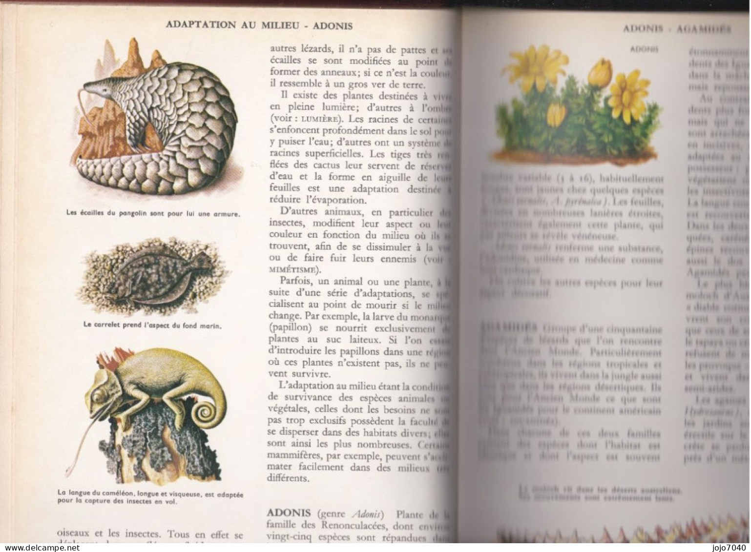 Encyclopédie De Sciences Naturelles - Encyclopaedia