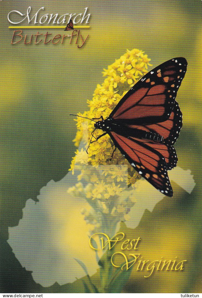 Monarch Butterfly - Papillon - Vlinder - Schmetterling - Farfalla - Borboleta - Mariposa - Animal - Fauna - Farfalle