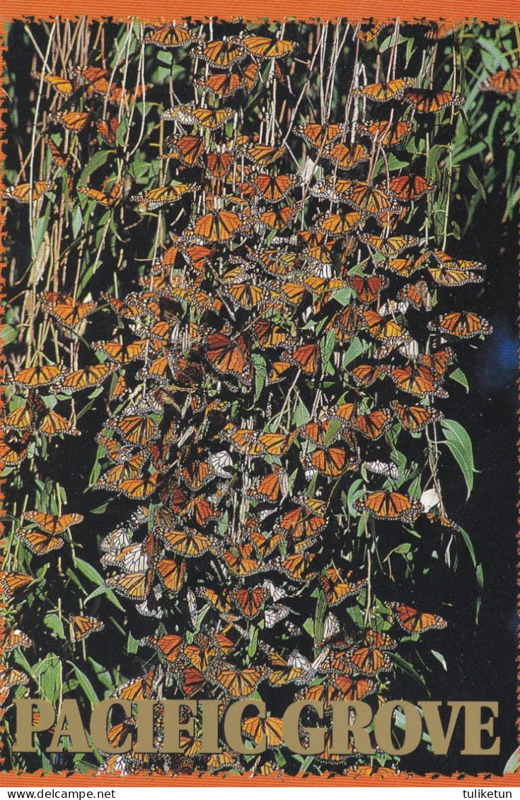 Monarch Butterflies - Papillon - Vlinder - Schmetterling - Farfalla - Borboleta - Mariposa - Animal - Fauna - Farfalle