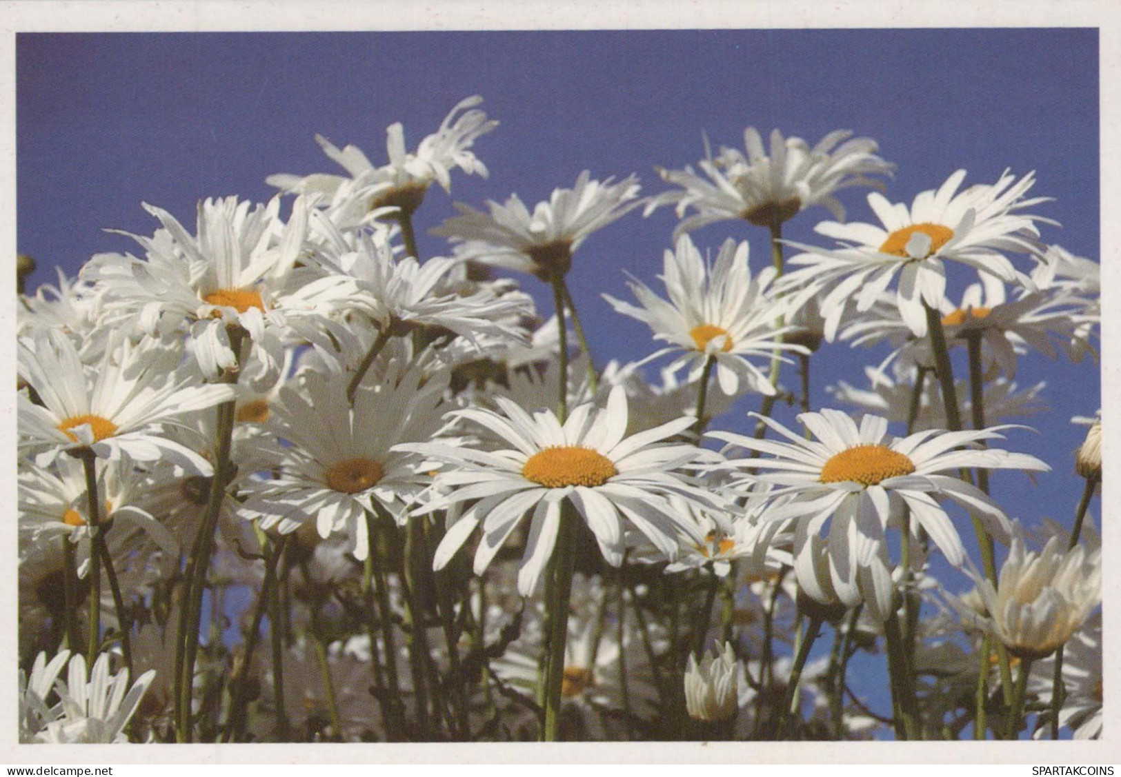 FLOWERS Vintage Postcard CPSM #PBZ259.A - Fleurs