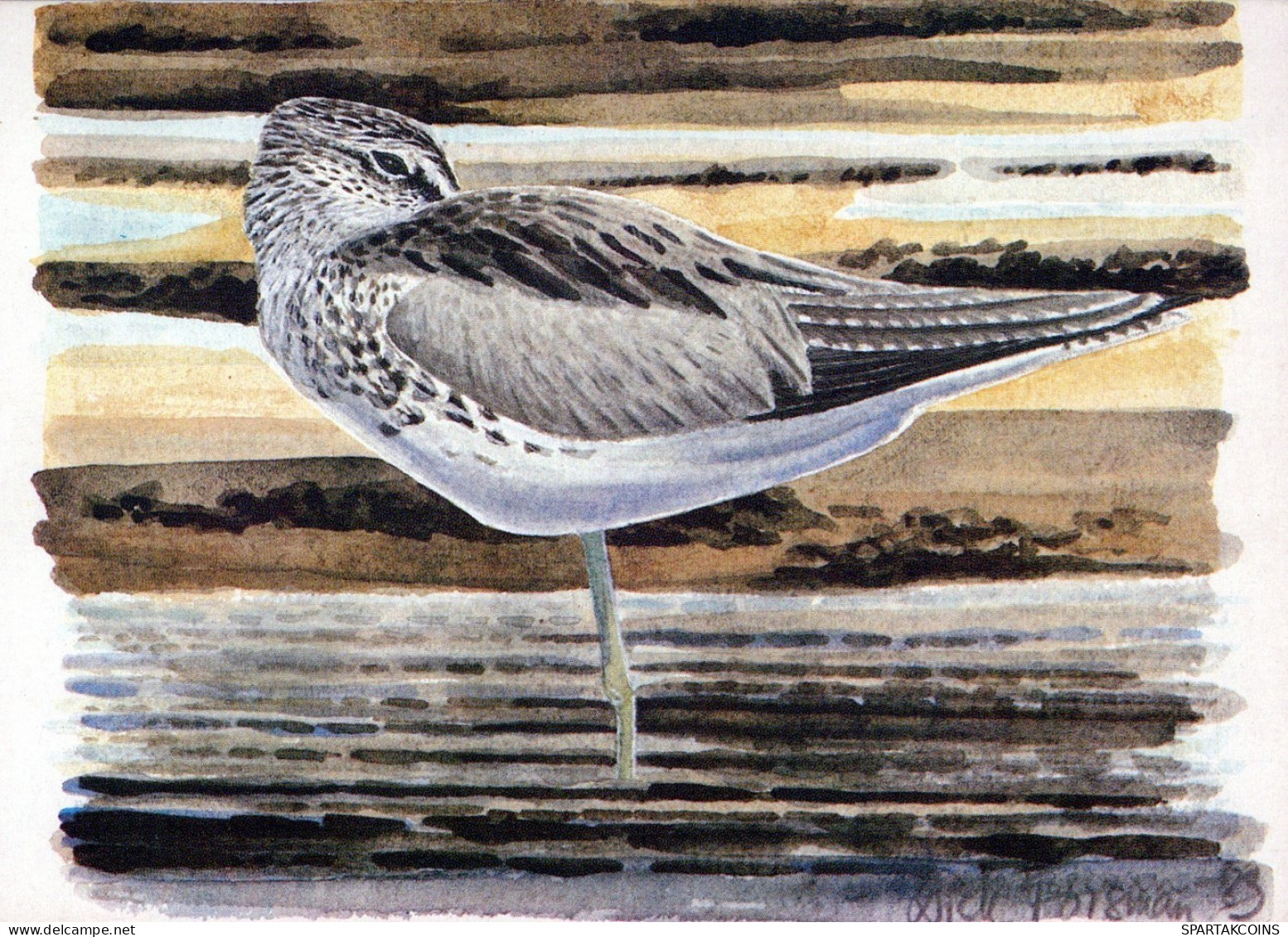 BIRD Animals Vintage Postcard CPSM #PAN307.A - Vögel