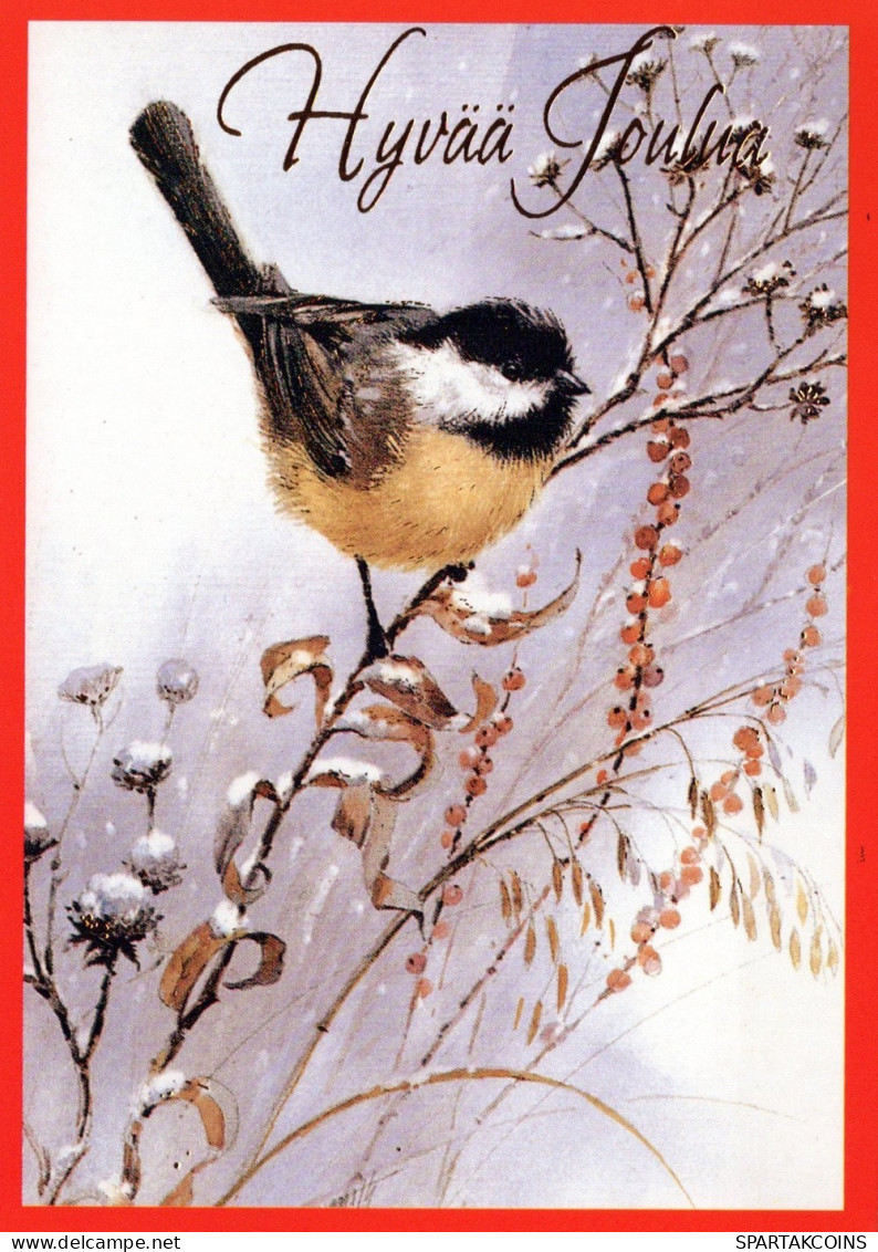 BIRD Animals Vintage Postcard CPSM #PAN087.A - Birds