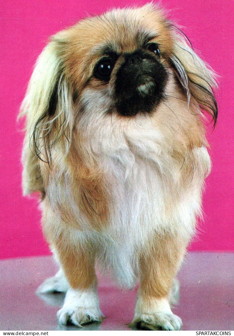CANE Animale Vintage Cartolina CPSM #PBQ570.A - Dogs
