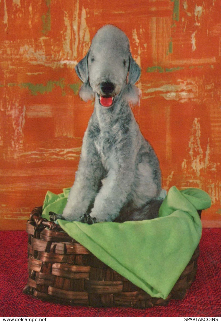 PERRO Animales Vintage Tarjeta Postal CPSM #PBQ359.A - Dogs