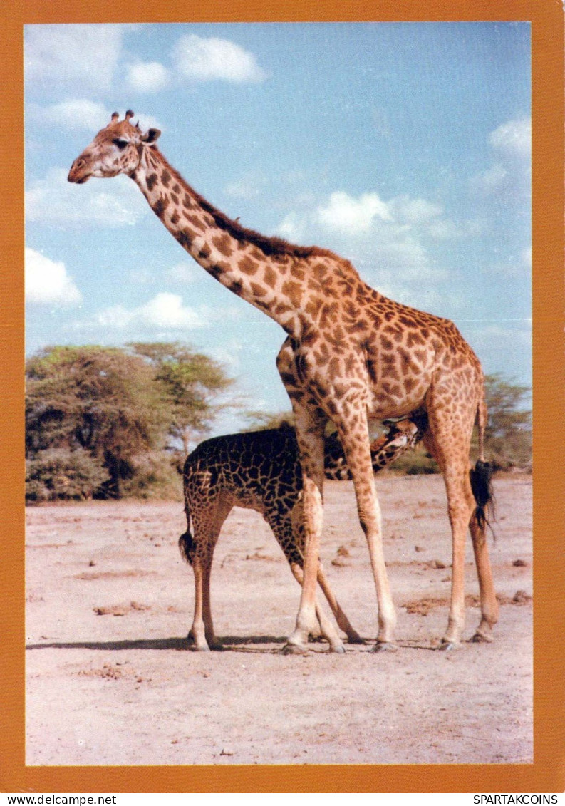GIRAFFE Animals Vintage Postcard CPSM #PBS955.A - Giraffes