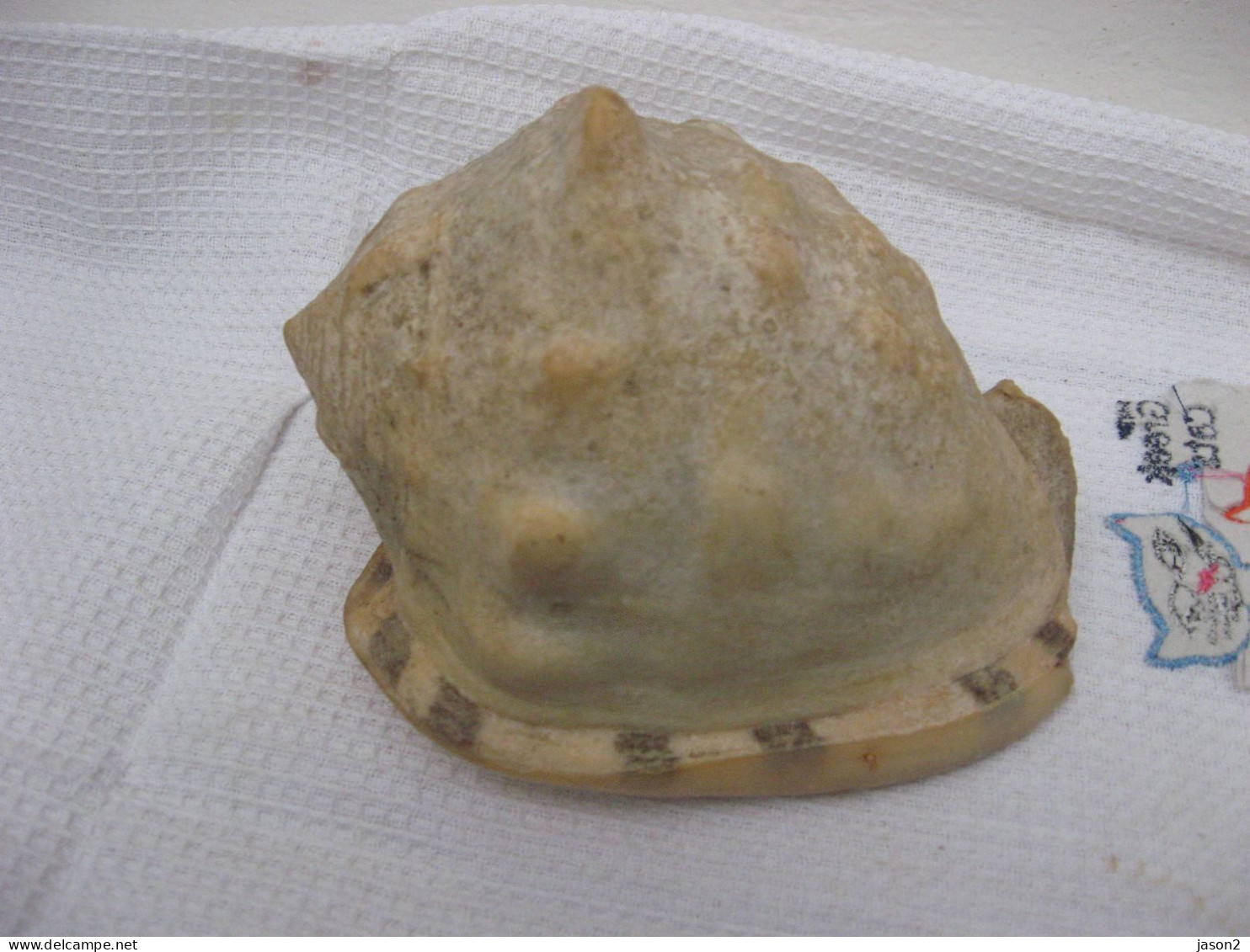 Gros Coquillage 12 Sur 11 CM Env Bouche Taureau - Seashells & Snail-shells