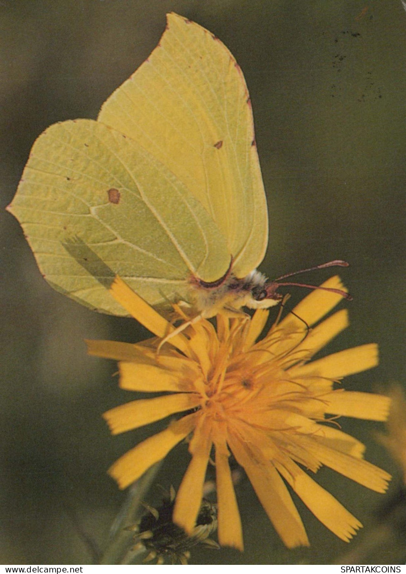 SCHMETTERLINGE Tier Vintage Ansichtskarte Postkarte CPSM #PBS454.A - Butterflies