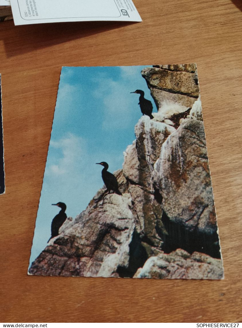 557  //  CORMORANS  A LA RESERVE D'OISEAUX DU CAP SIZUN / BRETAGNE - Birds