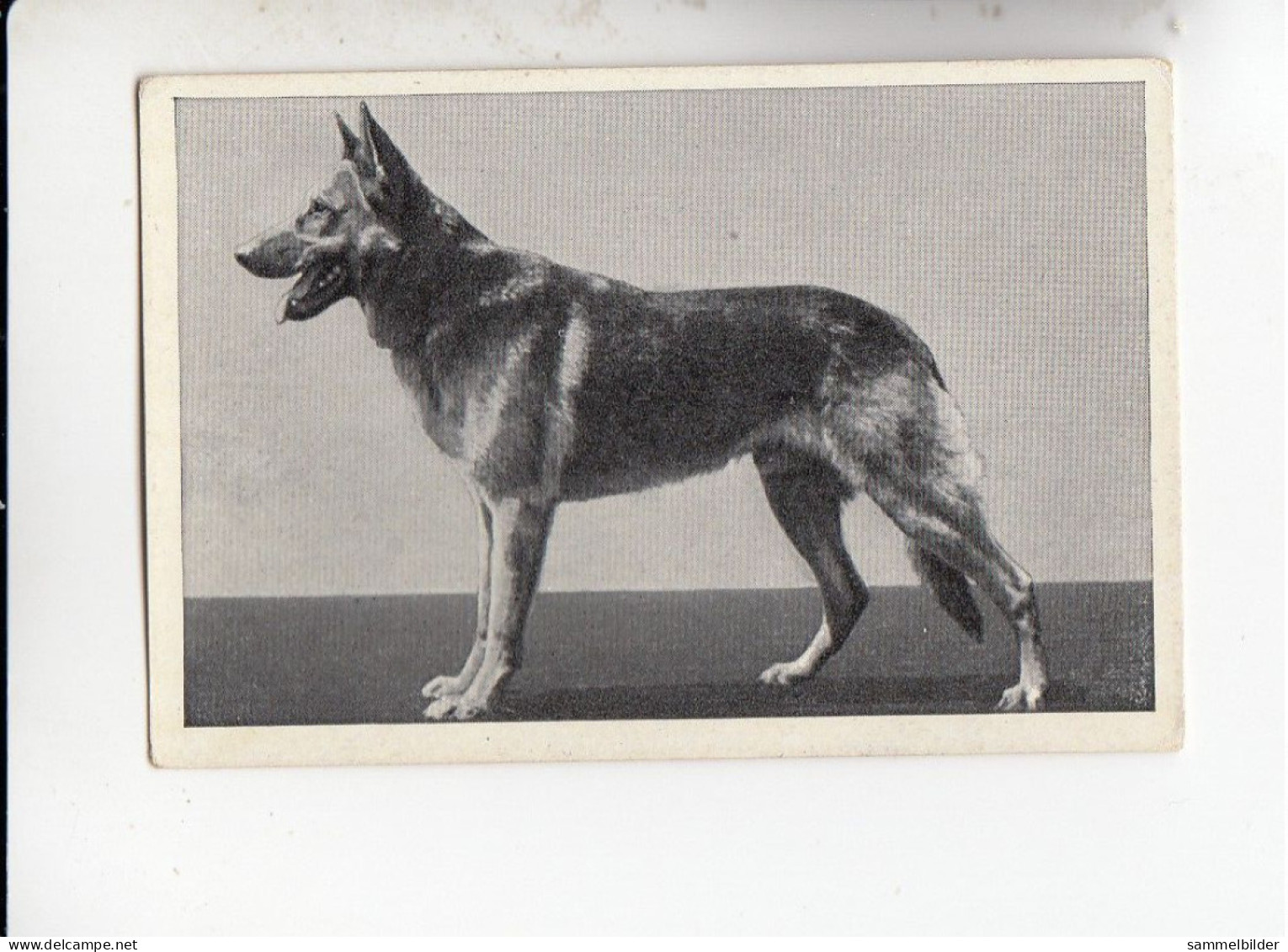 Mit Trumpf Durch Alle Welt Hunderassen Deutscher Schäferhund     A Serie 15 #3 Von 1933 - Andere Merken
