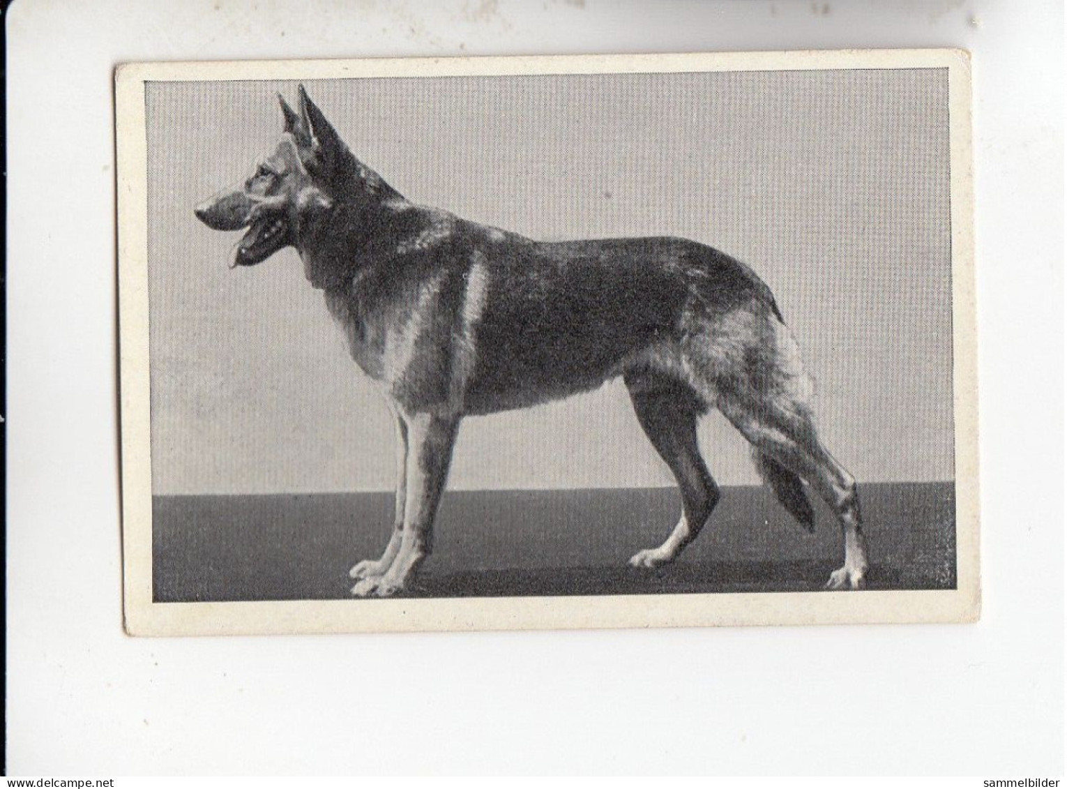 Mit Trumpf Durch Alle Welt Hunderassen Deutscher Schäferhund     A Serie 15 #3 Von 1933 - Sigarette (marche)