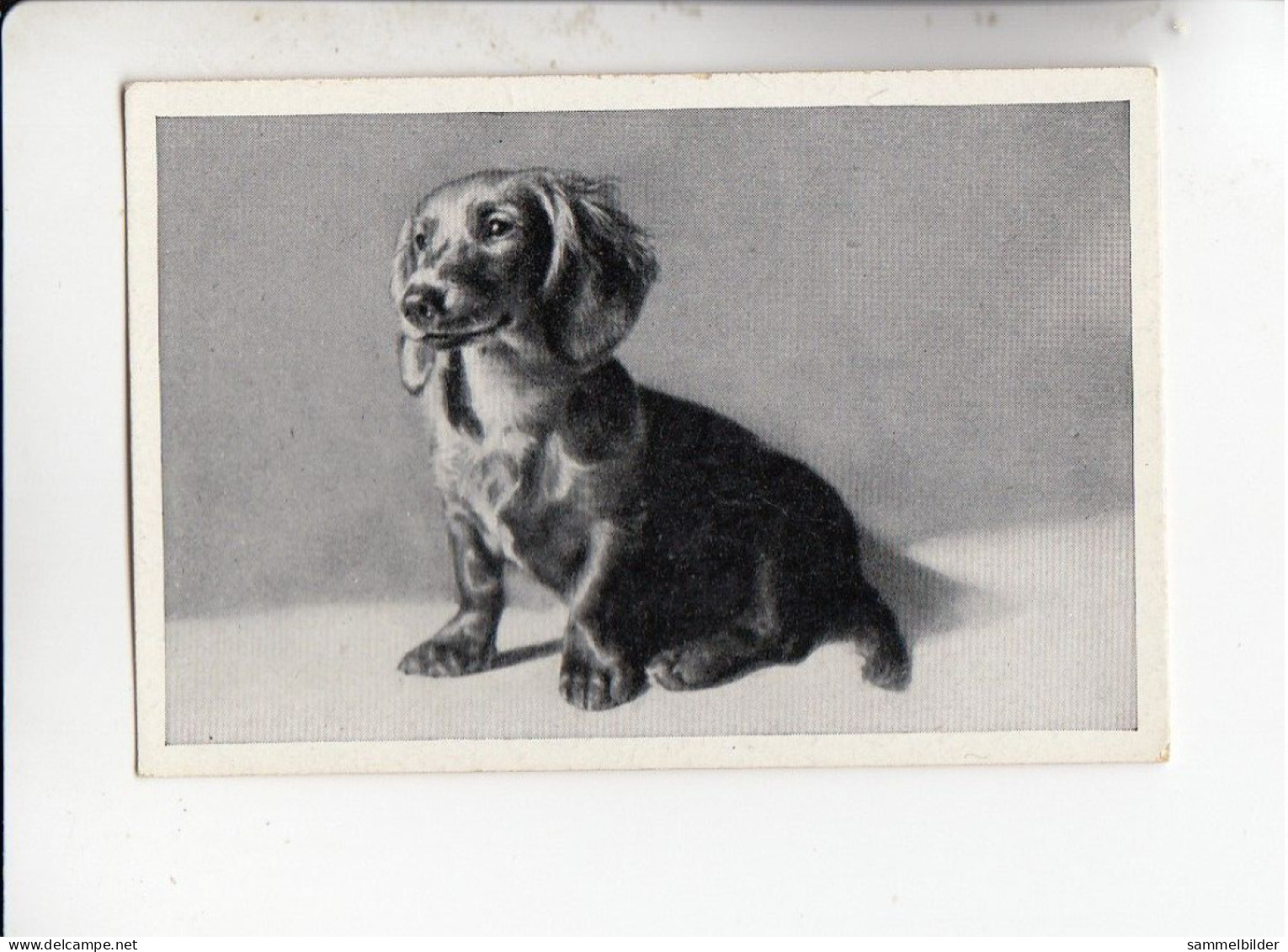 Mit Trumpf Durch Alle Welt Hunderassen Teckel Dachshund      A Serie 15 #4von 1933 - Sigarette (marche)