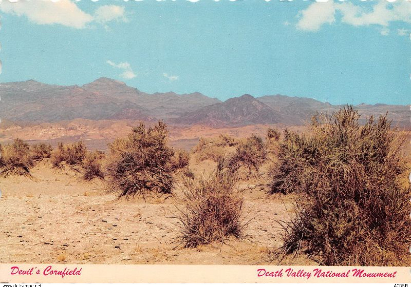 ETATS UNIS DEVIL S CORNFIELS Death Valley National Monument 29(scan Recto-verso) MA1371 - Autres & Non Classés