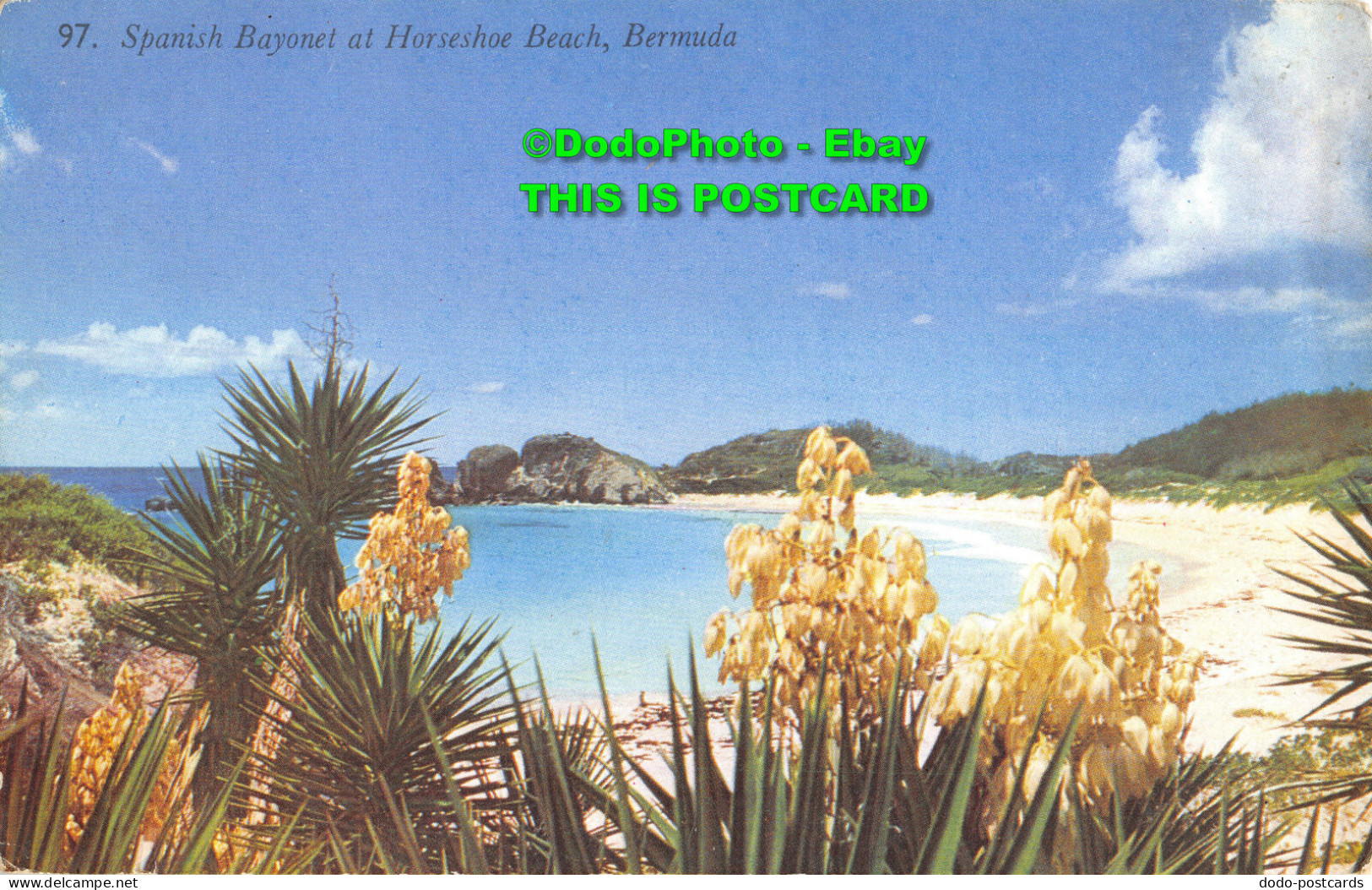 R393929 97. Spanish Bayonet At Horseshoe Beach. Bermuda. A. J. Gorham. Mardon - World