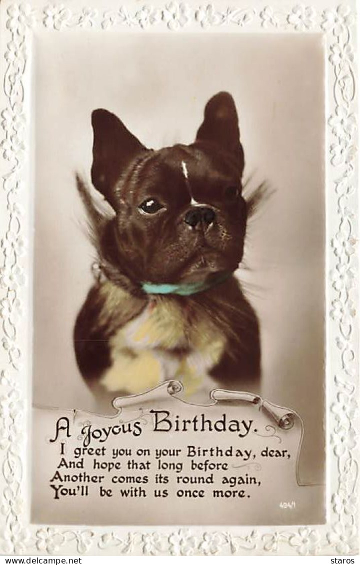 A Joyous Birthday - Bouledogue Français - Dogs