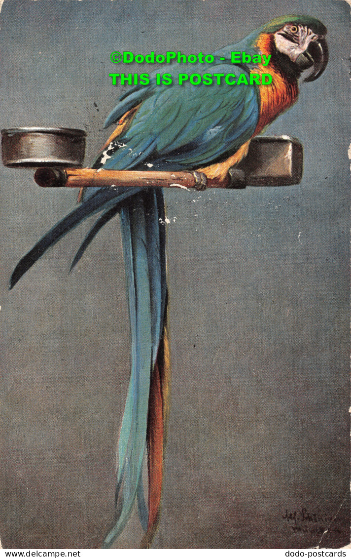 R394068 Parrot. Ernest Nister. London. Series 120. E. P. Dutton. 1907 - Andere & Zonder Classificatie