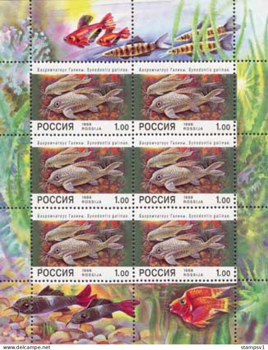 Russia 1998  Aquarium Fishes. Mi 648 Klb - Nuevos