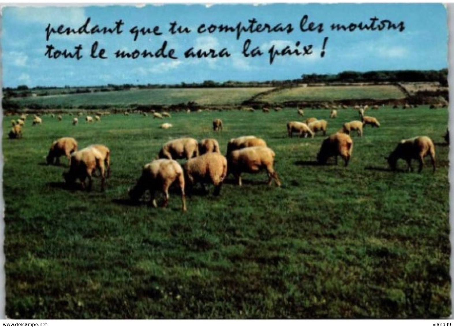 EN VACANCES. -  Pendant Que Tu Compteras Les Moutons ..... - Humor