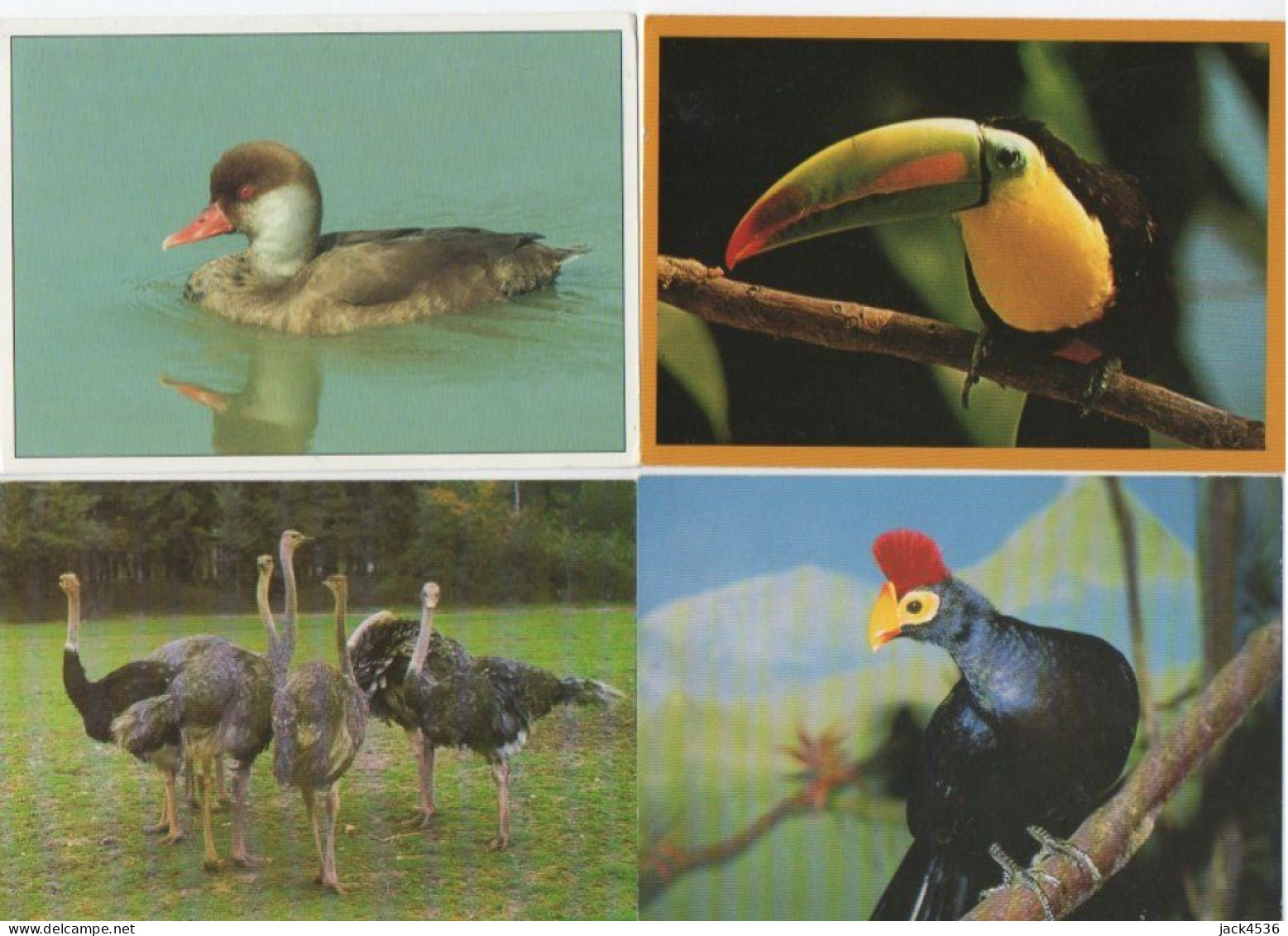 Lot De 80 Cartes Postales Modernes - OISEAUX - - 5 - 99 Postcards