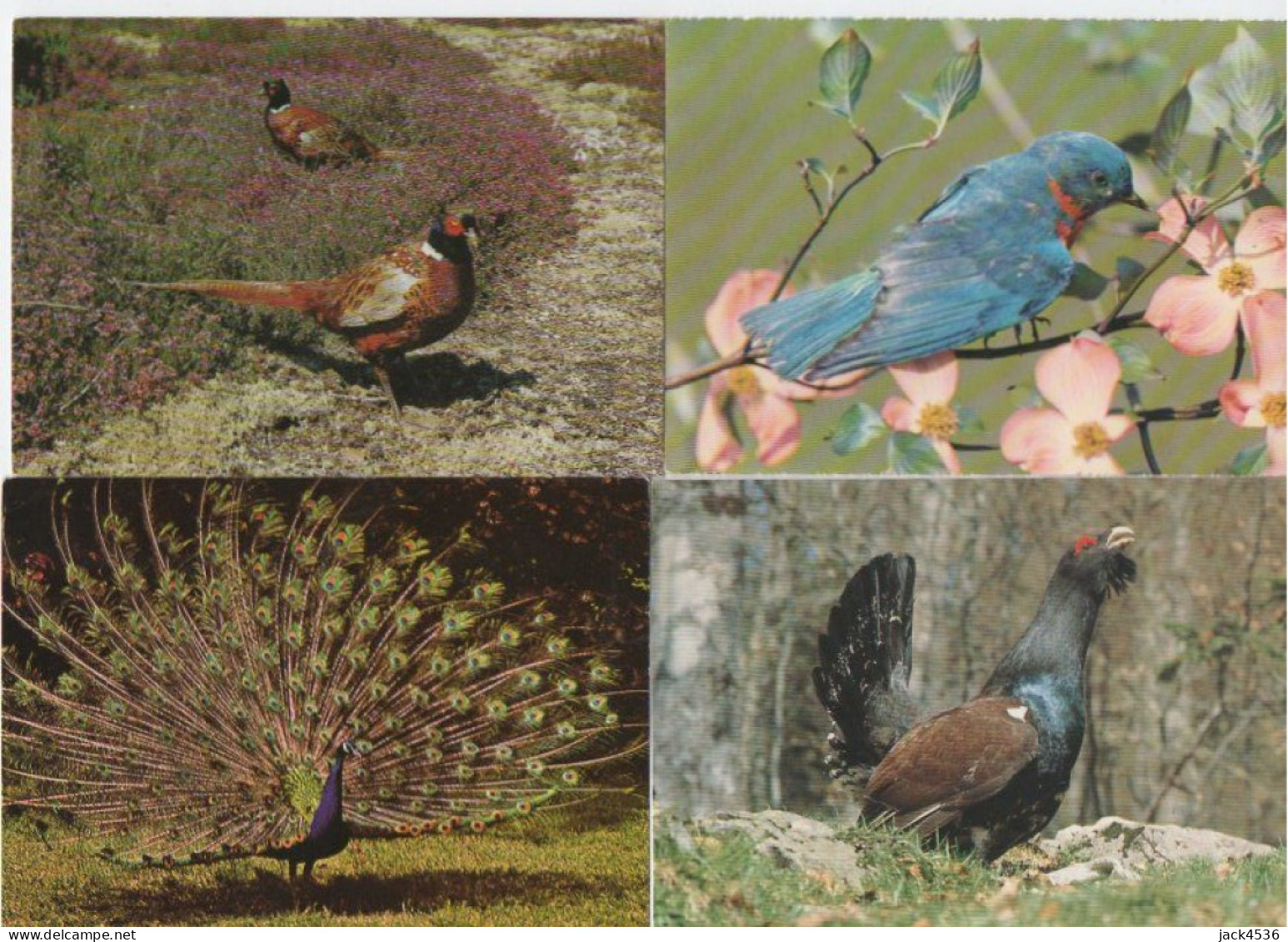 Lot De 80 Cartes Postales Modernes - OISEAUX - - 5 - 99 Postcards