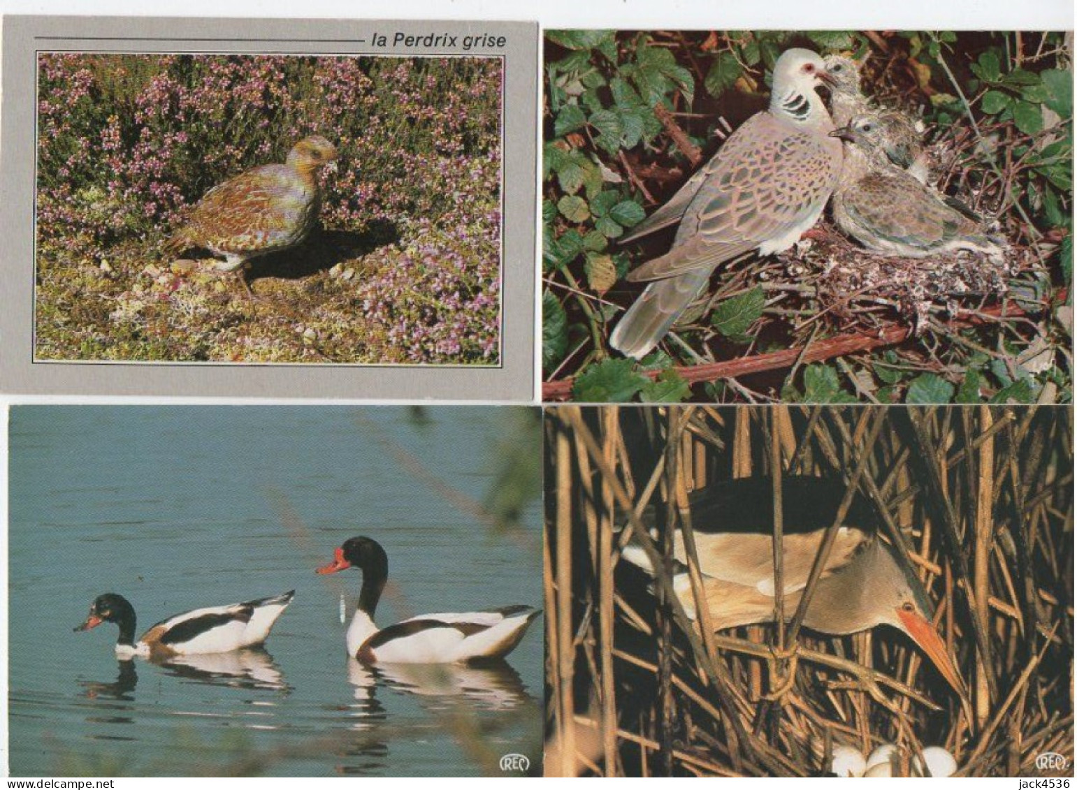 Lot de 80 cartes postales modernes - OISEAUX -