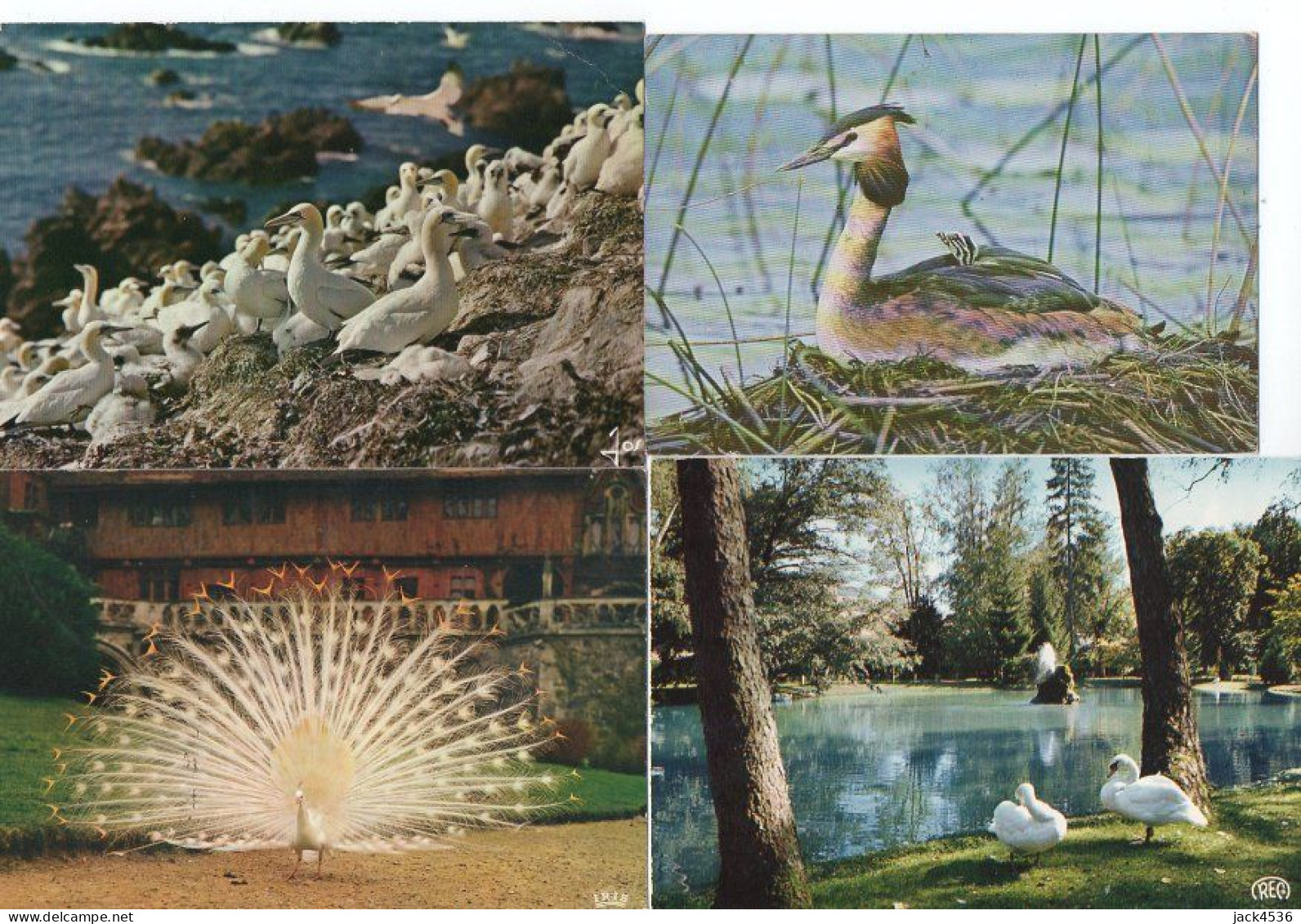 Lot de 80 cartes postales modernes - OISEAUX -