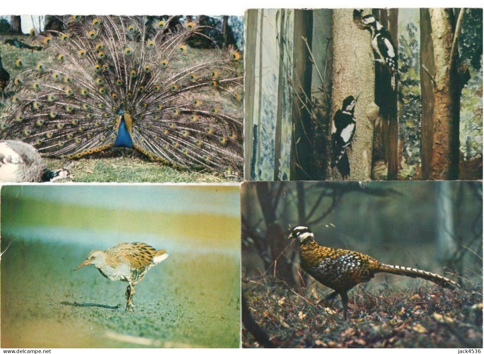 Lot de 80 cartes postales modernes - OISEAUX -