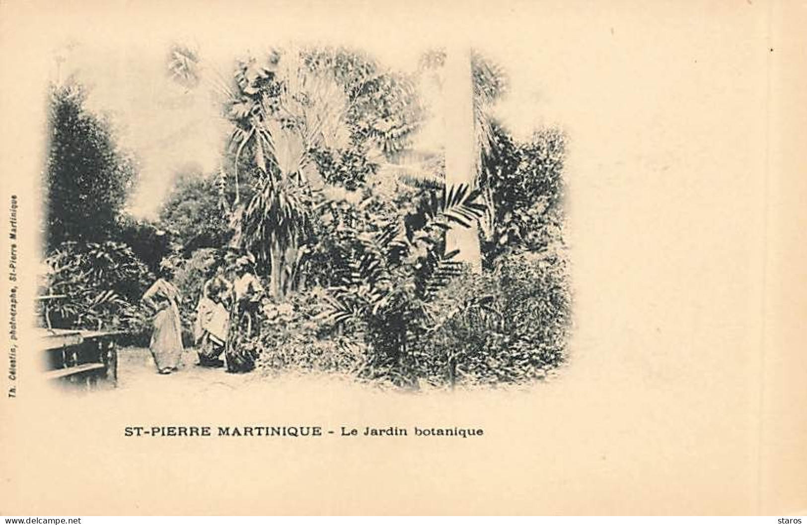 Martinique - ST PIERRE MARTINIQUE - Le Jardin Botanique - Th. Célestin Photographe - Autres & Non Classés