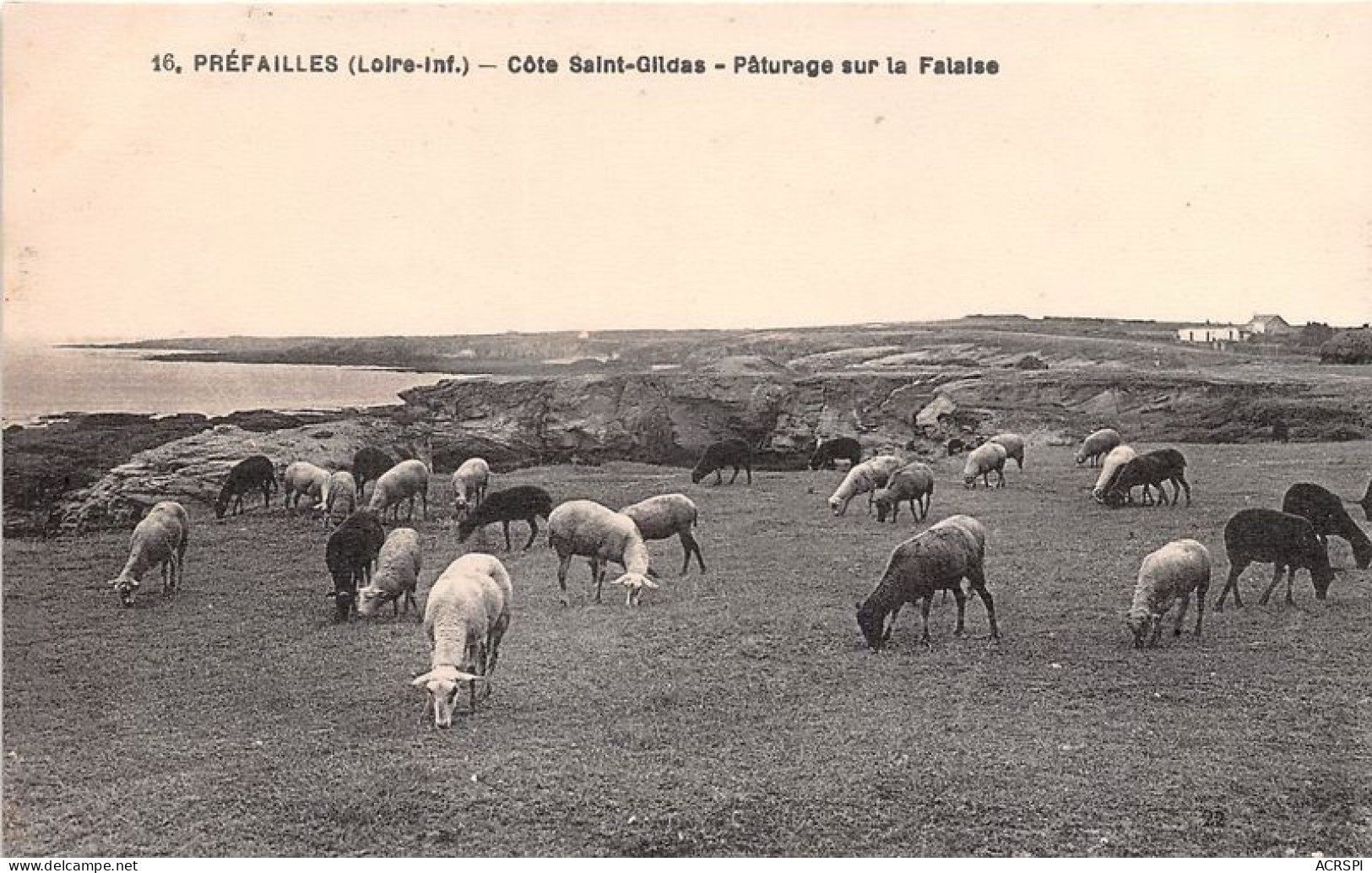 PREFAILLES Cote Saint Gildas Paturage Sur La Falaise 3(scan Recto-verso) MA1423 - Préfailles