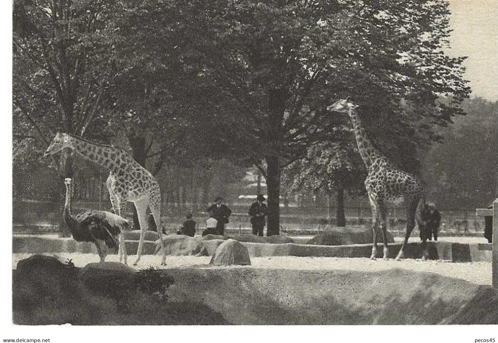 PARIS : Parc Zoologique Du Bois De VINCENNES. Avec Girafes Et Promeneurs... - Other Monuments