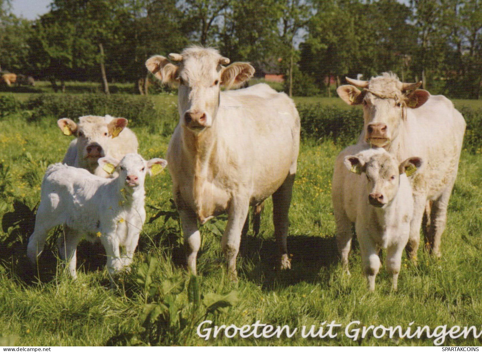 COW Animals Vintage Postcard CPSM #PBS940.GB - Cows